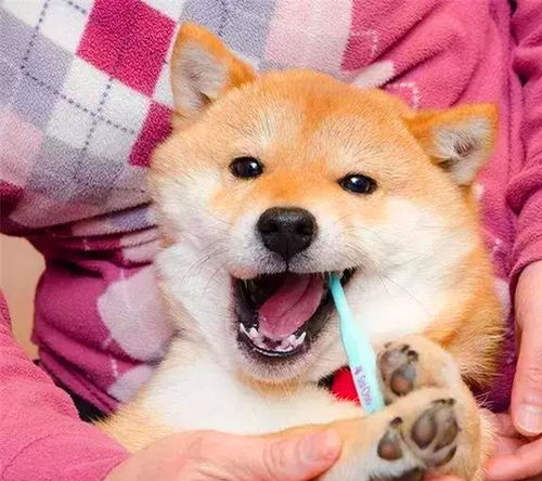 柴犬刷牙时表现出众,靠此被做成表情包后,狗子因二成知名犬红