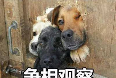 狗子主人,最怕你突然犯神经