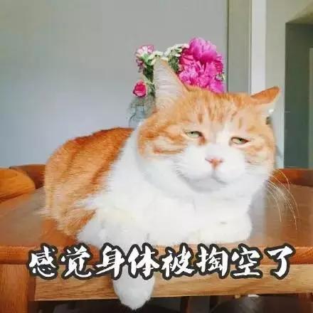 日常聊天表情包超级实用的表情包记得保存