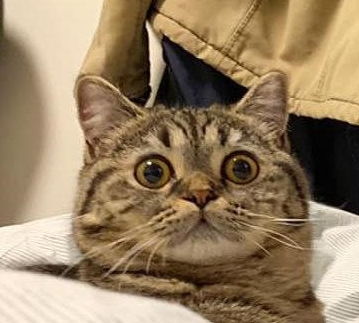 拍张合照而已,猫咪你紧张什么