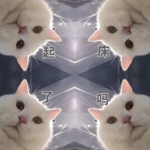 养了猫,闹钟就是个废物了