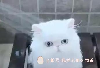 小猫第一次洗澡,傻愣愣的呆着不跑不闹,只是表情神了,笑哭主人