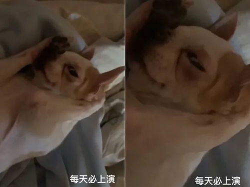狗子冬天赖床不起,神反应笑翻众人