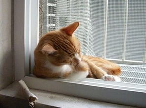 猫咪一直挠痒痒怎么回事猫咪爱挠痒痒怎么办