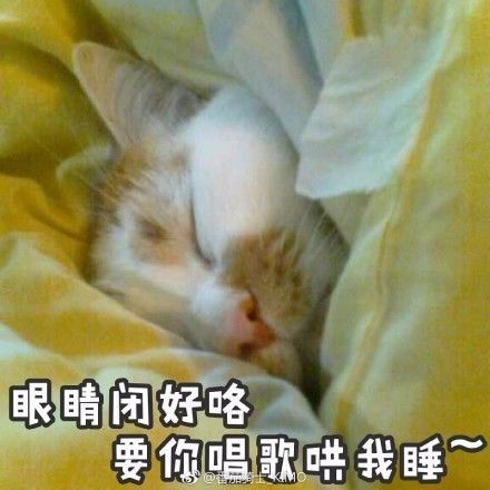 没有猫是一座孤岛