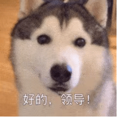 快手抖音热门熊猫头表情包