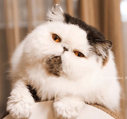 宠物一只饱受烦恼的猫,它名叫zuu20张照片