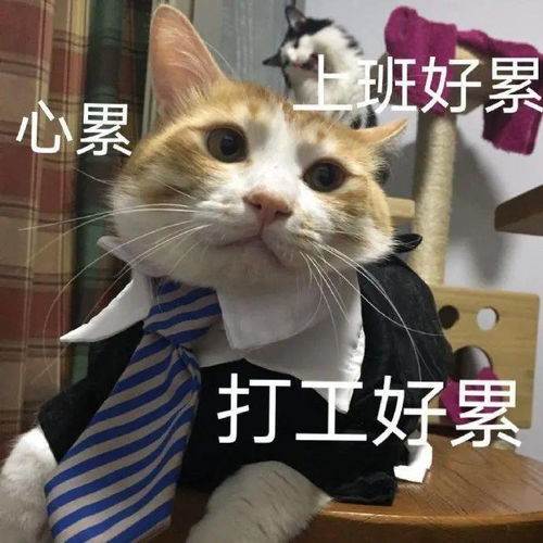 完了芭比q了丨第297期表情包