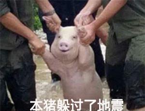 一只地震中被救的猪,做成表情包更好笑了哈哈哈