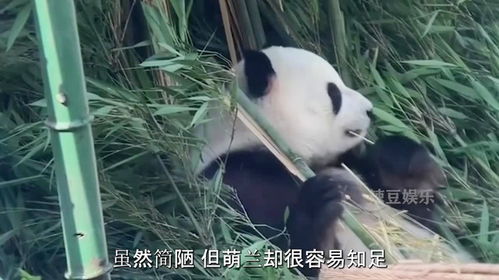 大熊猫萌兰究竟是有多懂事,才会坦然接受硬件设施最差的场地