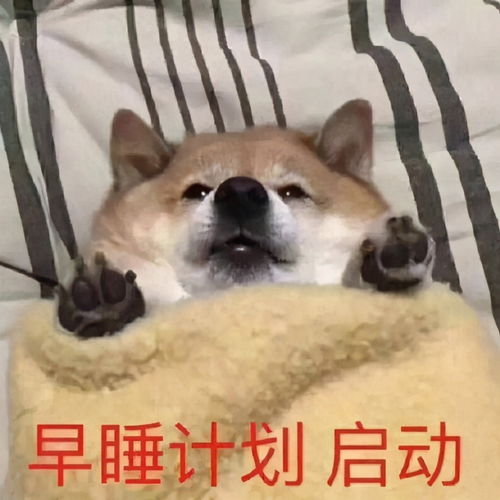 汪星人表情包合集谁偷看谁是狗