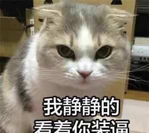 铲屎官表面光鲜背后艰辛,但能天天吸猫,再辛苦也值得