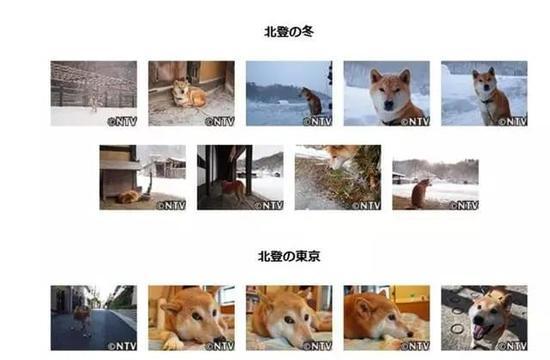 那个著名表情包狗狗去世了网友永远活在我的微信中