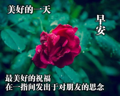 嗨早上好表情图片周末