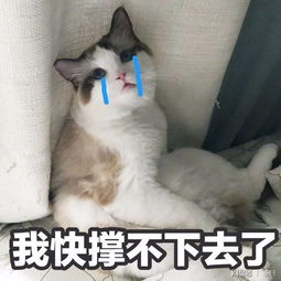 香蜜高开低走网友自来水变洪水香蜜女孩爱之深,责之切