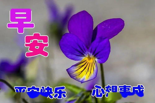最新早上好表情图片早上好