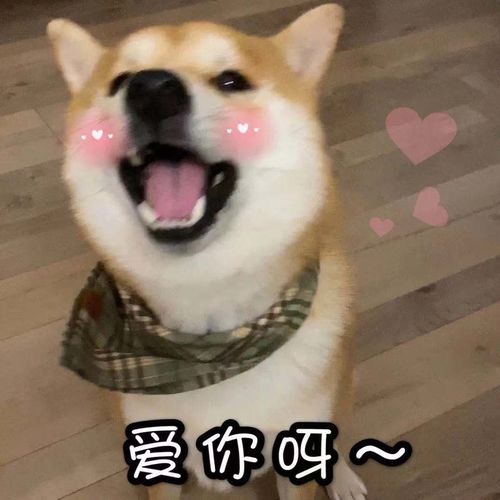 你这是在玩火的表情包柴犬