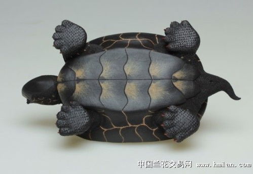 精品长寿乌龟
