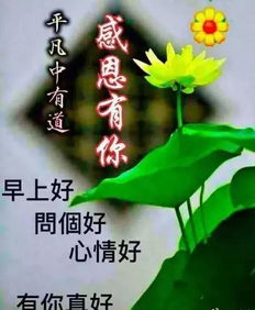 早晨问安加油鼓励看好你,一天更比一天强,早晨好