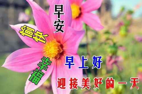 8张最新漂亮鲜花早上好图片带祝福语免打字唯美冬日早安问候祝福图片鲜花带字
