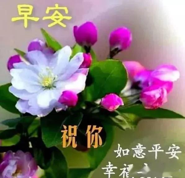萝卜青菜,各有所爱,你做了萝卜,就做不成青菜,早安