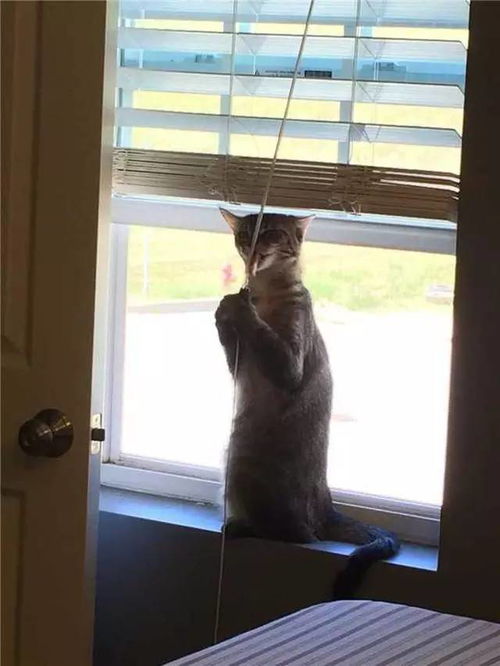 原来你不是萌猫,是表情包......