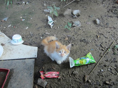 两只猫抱一起表情包奶奶