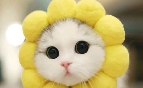 两只猫抱一起表情包qoo