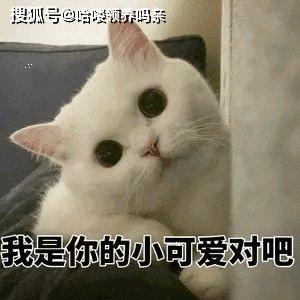 中国猫和外国猫有交流障碍吗透过经典问题,了解猫的沟通方式