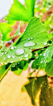 雨后小故事