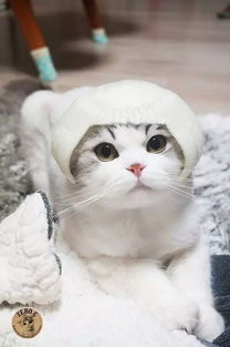 到底好不好吃我只想替你们尝尝傲娇的猫