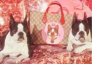 gucci以狗年之名冠狗之姓
