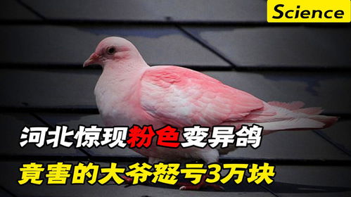 河北小区惊现粉色变异鸽,大爷认为大吉,竟去买了3万块的彩票