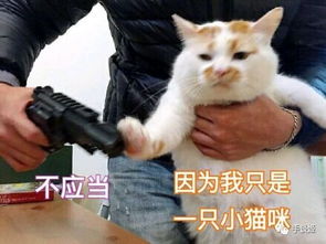 叹息,橘猫楼楼,企鹅葡萄君,海獭,深受喜爱的动物网红相继去世