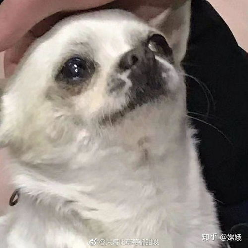 我想要你自用的全部表情包,自用的哦最好是常用的,可以吗