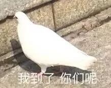 卧谈我是一个没有感情的鸽手