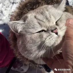 天气这么热,撸猫最重要,一起来听一只大肥猫的踩雪声给耳朵降降温