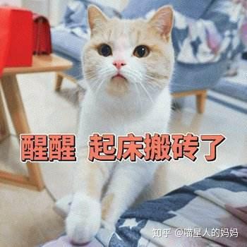 各位如何看待自家猫咪天亮就疯狂叫你起床的行为