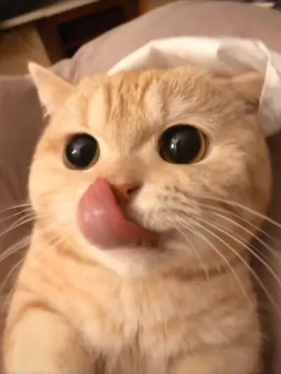 英短猫最喜欢吃的猫零食有哪些,猫冻干排行榜