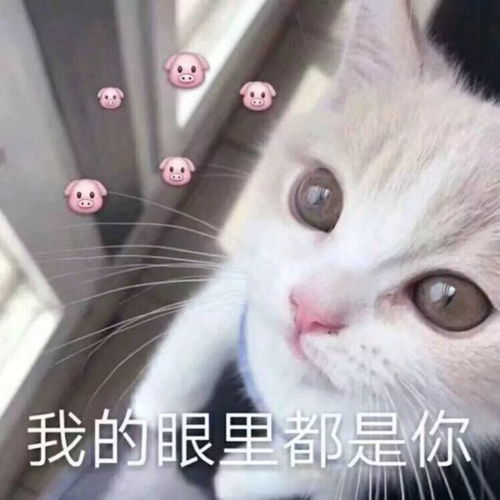 适合情侣发的表情包猫咪