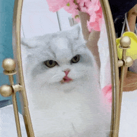 超级可爱的网红猫咪动态表情包