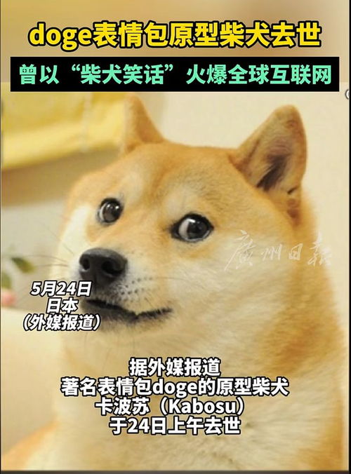 表情包所有人物原型doge