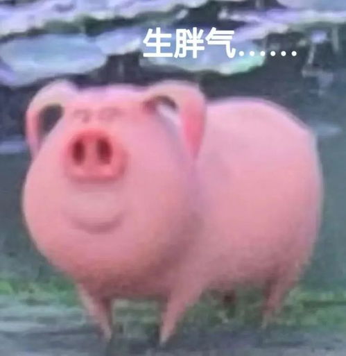 啊啊啊可可爱爱的飞天猪猪表情包来袭,火速囤货
