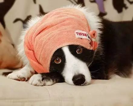 关于边境牧羊犬,一组非常特别的照片