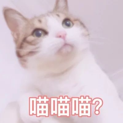 喵喵表情包