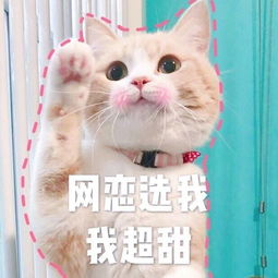 选我选我表情猫咪