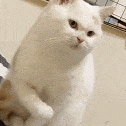 猫快给我学狗叫丨第95期喵表情