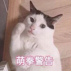 撒娇小猫咪表情包