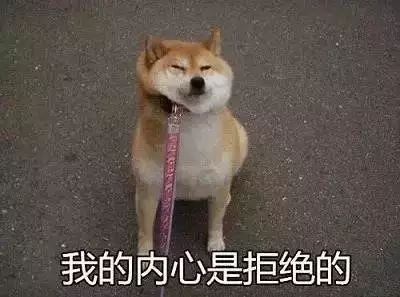 靠表情包出名的柴柴,却也有这样倔强到让人心疼的一面