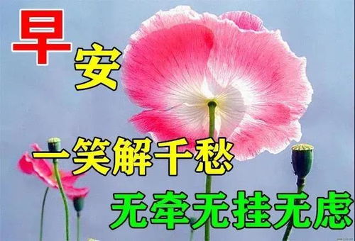 2021年特别好看的免打字早上好动态鲜花图片带字周四早安问候语动态图片合集